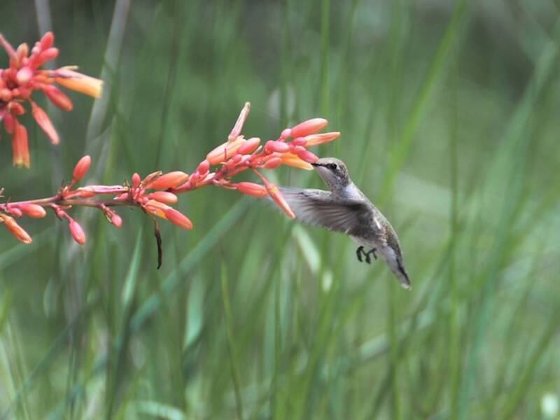 Colibrì gola nera, Foto 2
