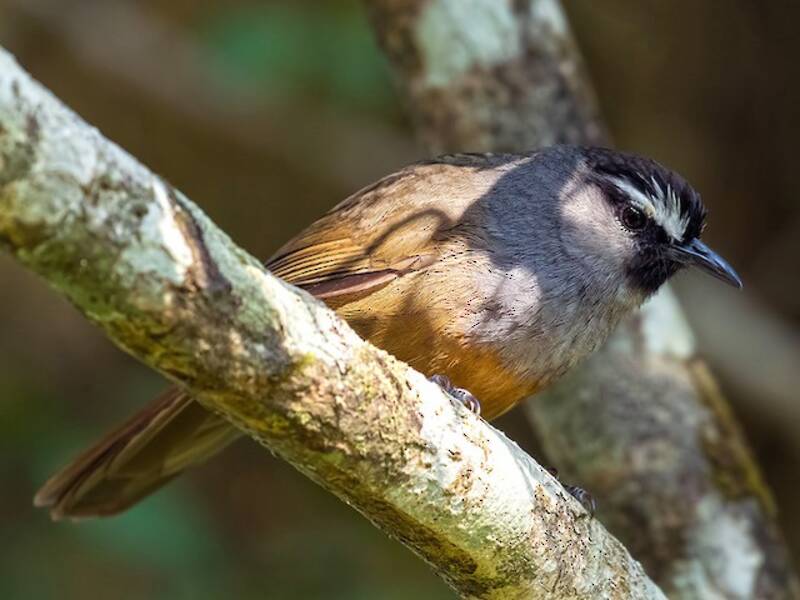 Banasura Laughingthrush, Photos 3