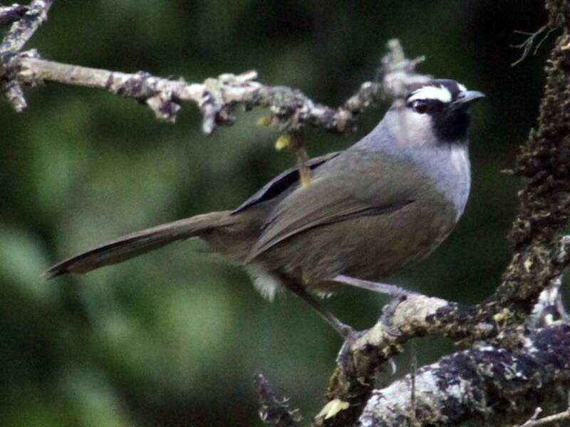 Banasura Laughingthrush, Photos 2