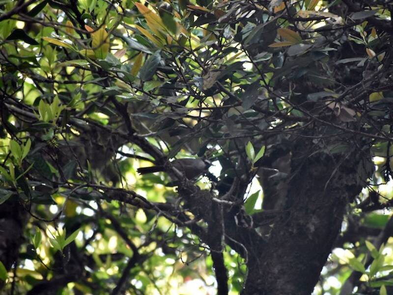 Banasura Laughingthrush, Photos 4
