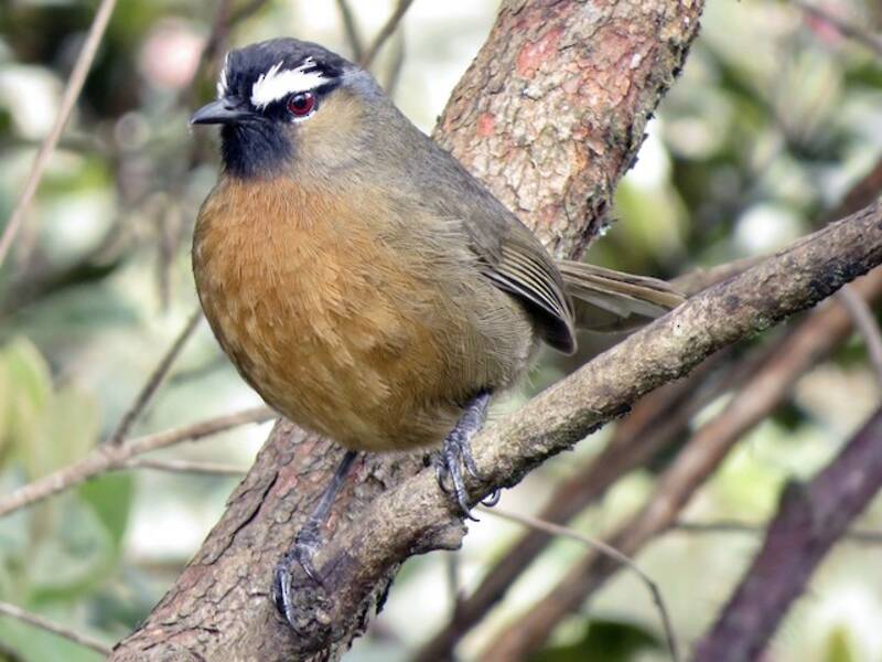 Nilgiri-Drossling, Fotos 2