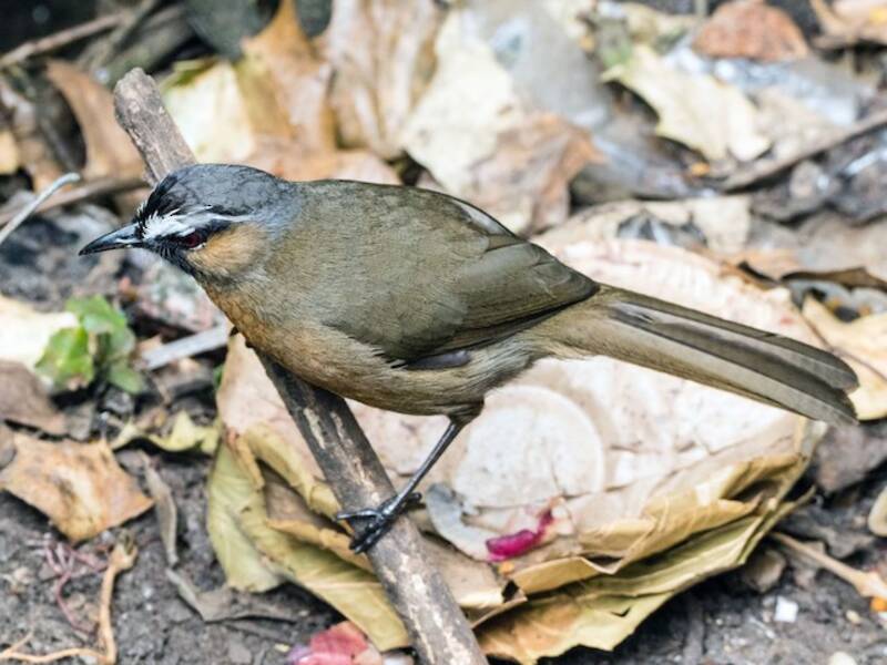 Nilgiri-Drossling, Fotos 3