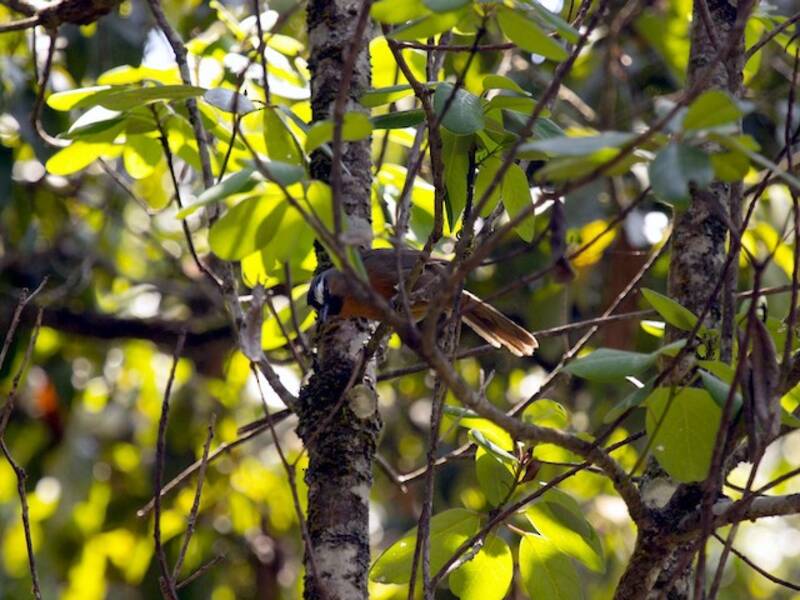 Nilgiri-Drossling