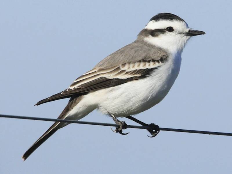 Black-crowned Monjita