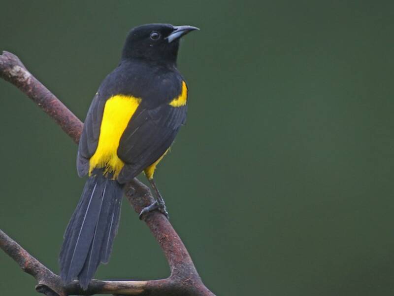 Black-cowled Oriole (Icterus prosthemelas)