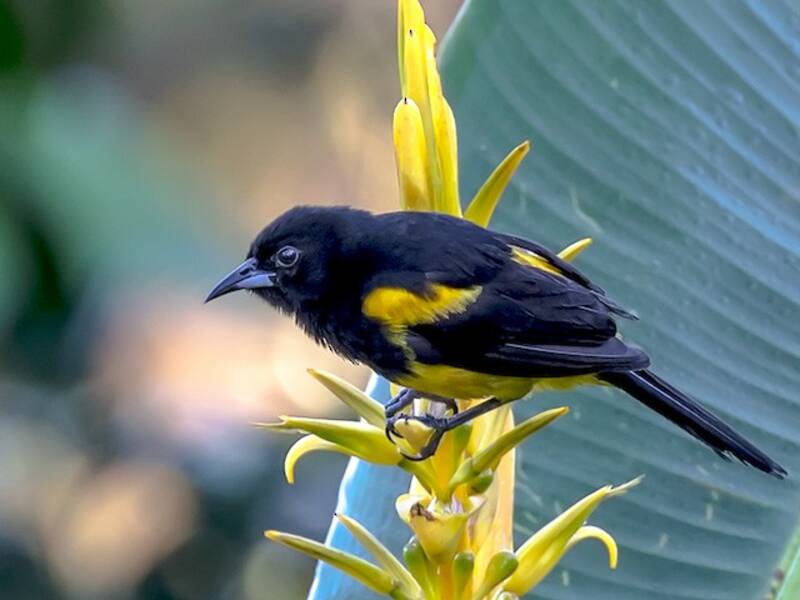 Black-cowled Oriole, Photos 2