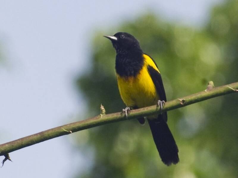 Black-cowled Oriole, Photos 4