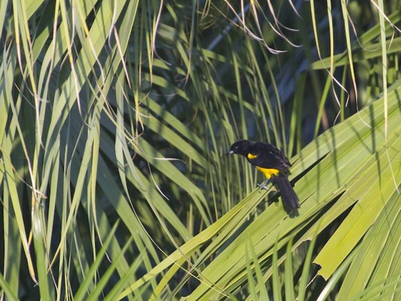 Black-cowled Oriole, Photos 3