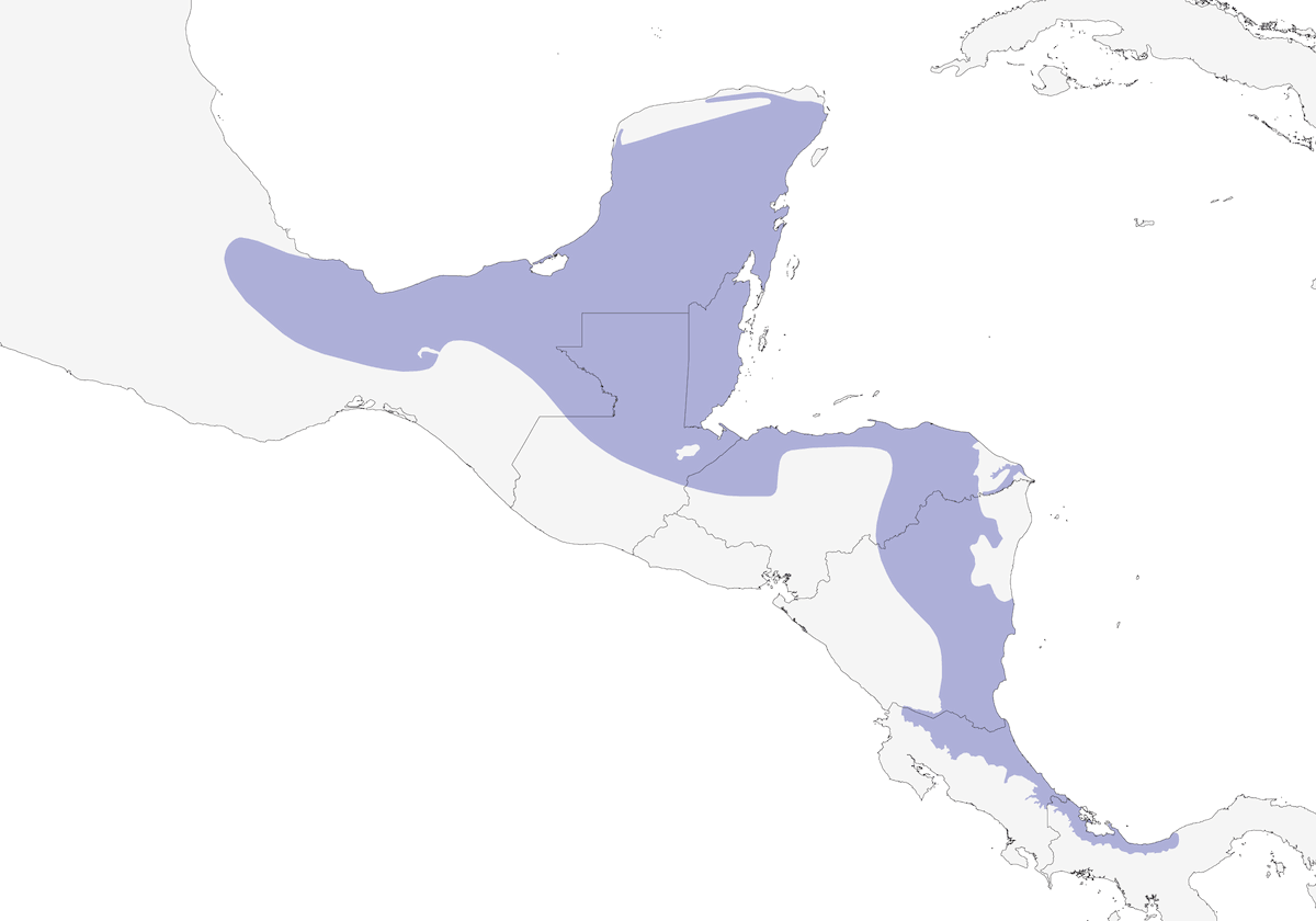 Black-cowled Oriole, Distribution 1