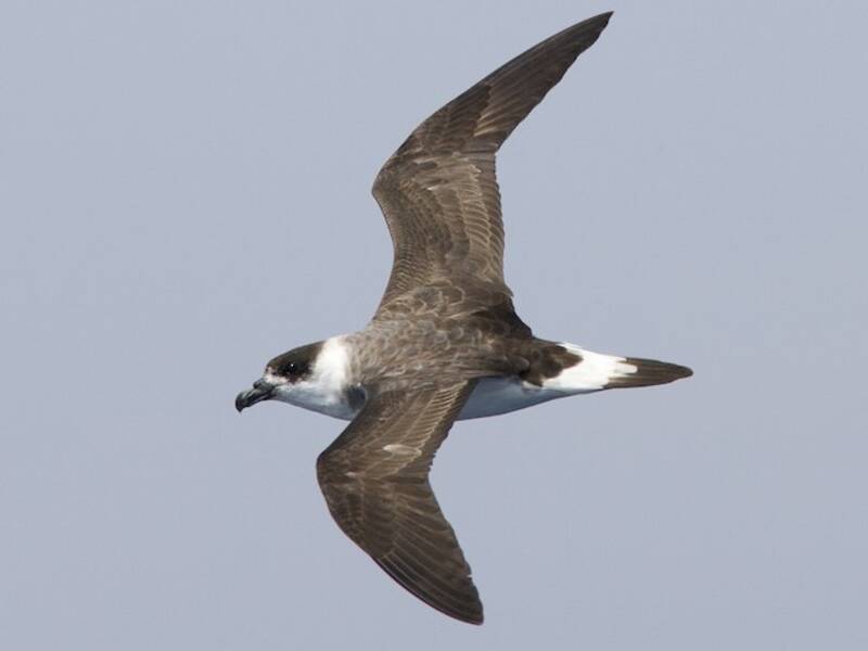 Black-capped Petrel, Photos 3