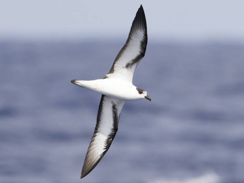 Black-capped Petrel, Photos 4