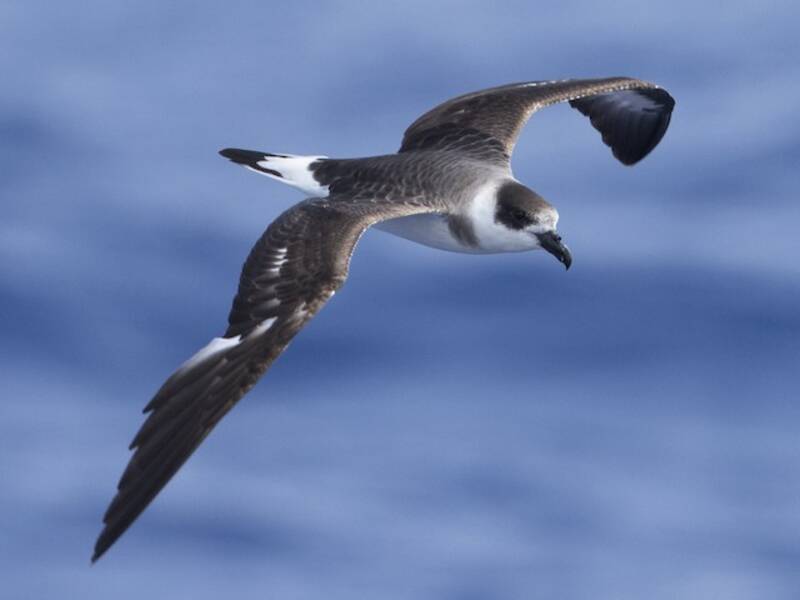 Black-capped Petrel (Pterodroma hasitata)