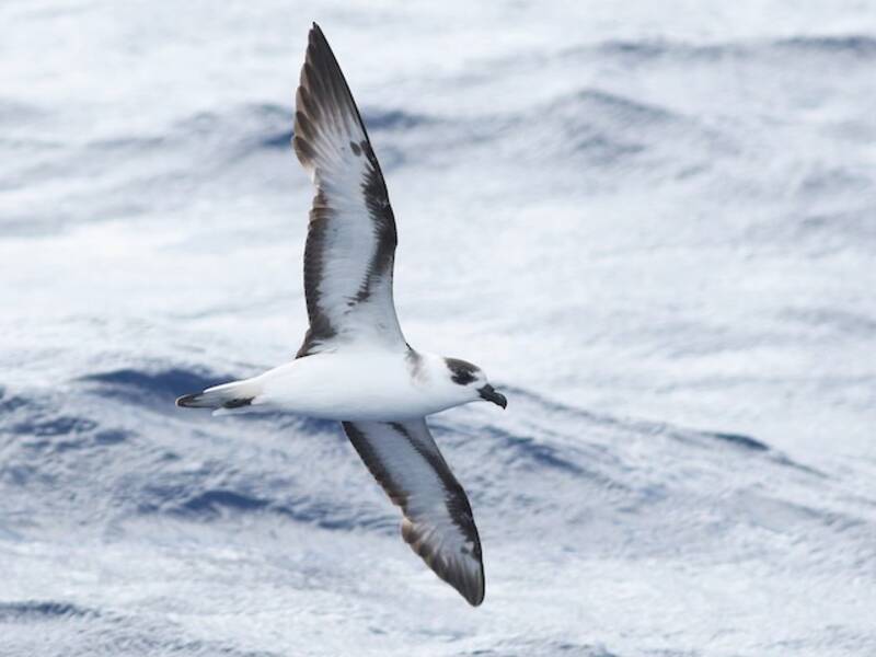 Black-capped Petrel, Photos 2