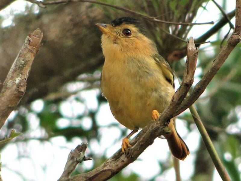 Piprites cabecinegro