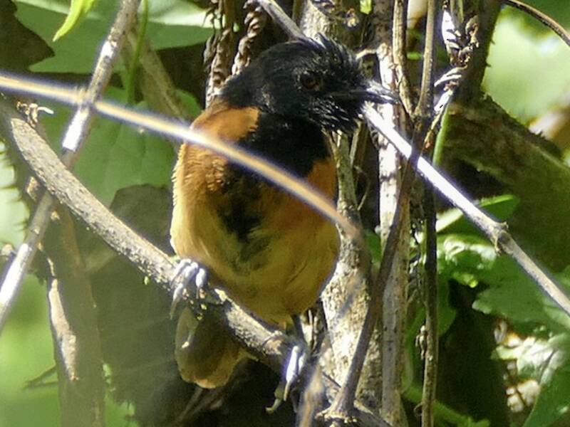 Black-capped Rufous-Warbler, Photos 4