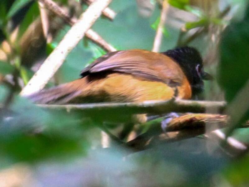 Black-capped Rufous-Warbler, Photos 2
