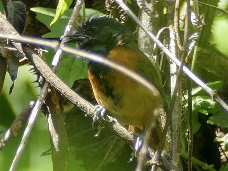 Black-capped Rufous-Warbler, Photos 3