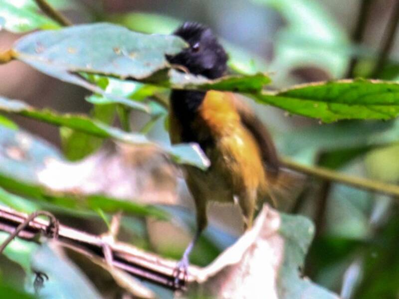 Black-capped Rufous-Warbler