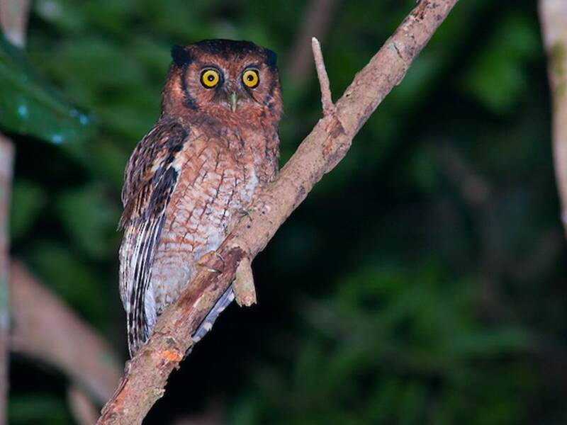 Black-capped Screech-Owl, 照片 2