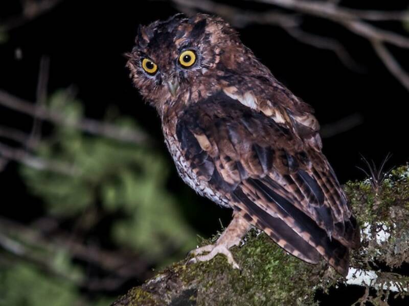 Black-capped Screech-Owl, 照片 3