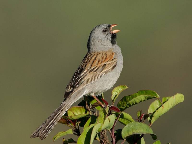 Black-chinned Sparrow (Spizella atrogularis)