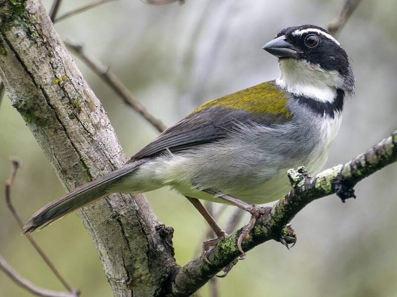 Marañon Sparrow, Photos 4