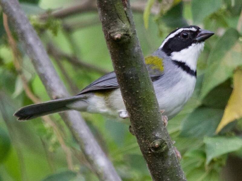 Marañon Sparrow, Photos 3
