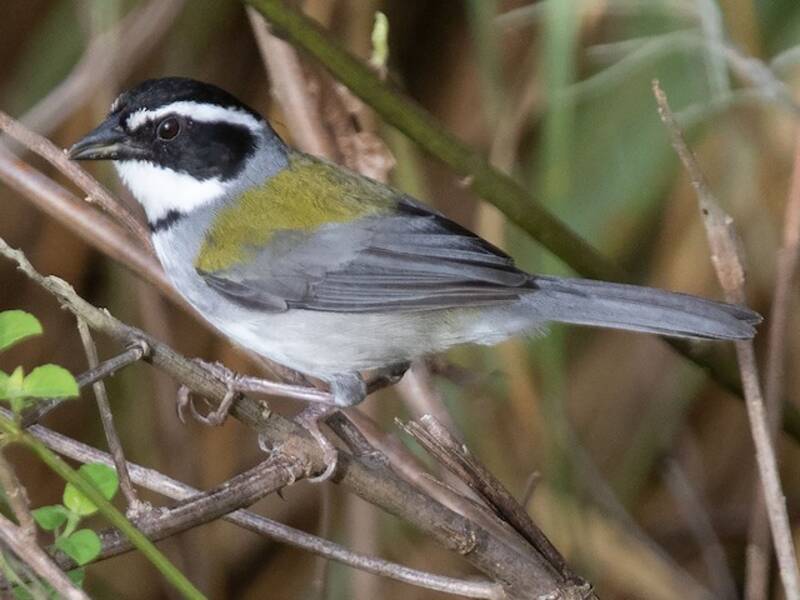 Marañon Sparrow, Photos 2