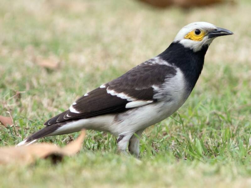 Black-collared Starling