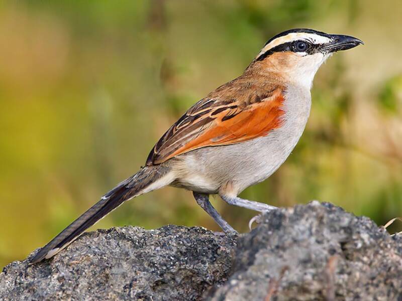 Chagra Coroninegra, Fotos 3