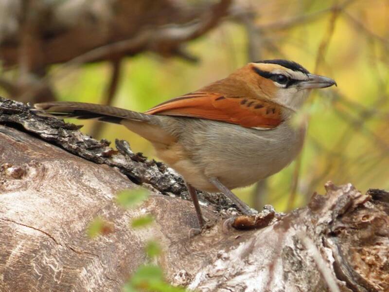 Chagra Coroninegra, Fotos 4