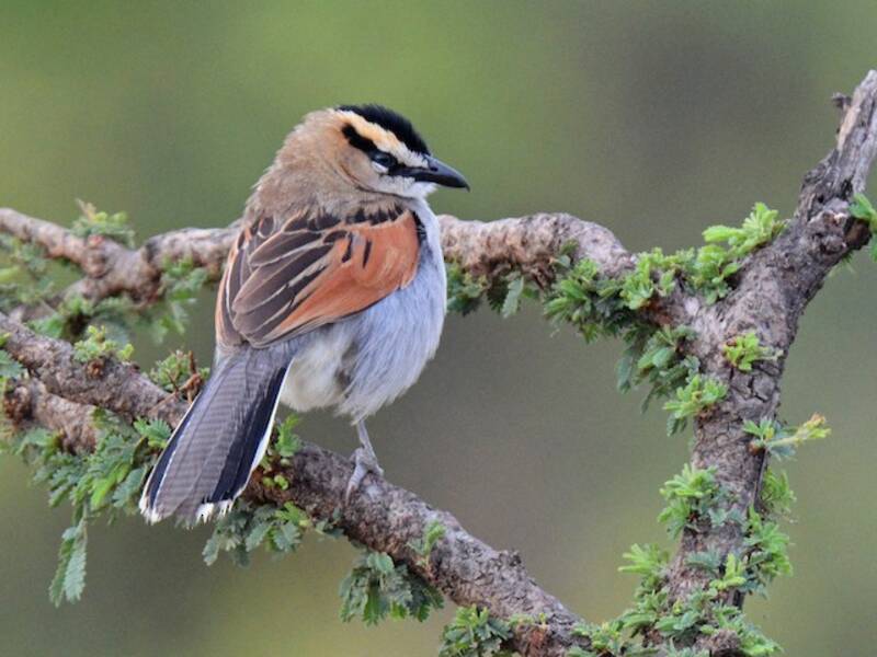 Chagra Coroninegra, Fotos 2