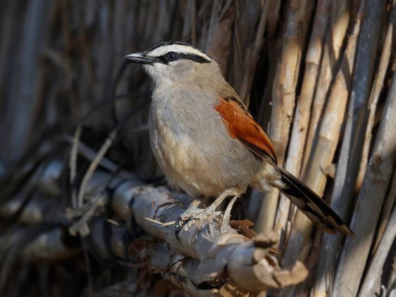 Chagra Coroninegra