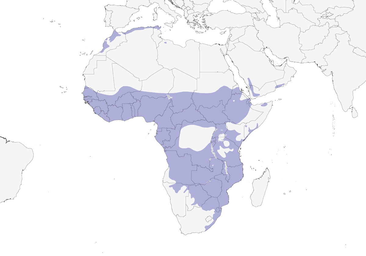 Chagra Coroninegra, Distribución 1