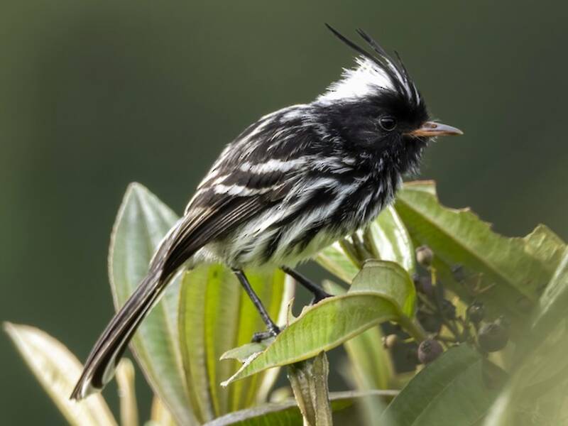 Black-crested Tit-Tyrant, Photos 3