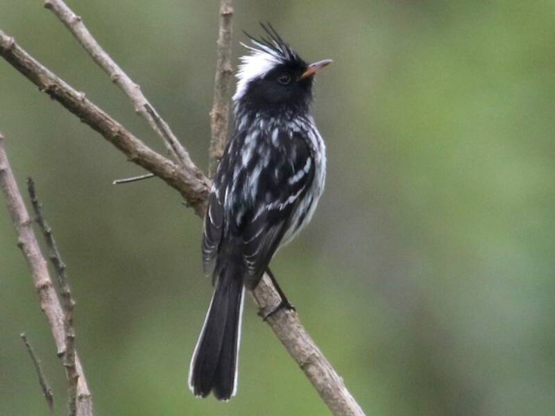 Black-crested Tit-Tyrant, Photos 4