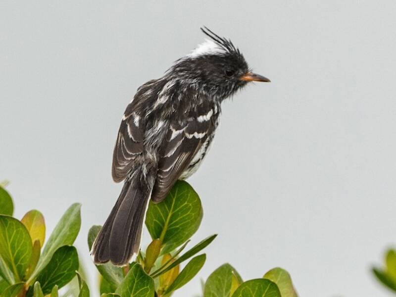 Black-crested Tit-Tyrant