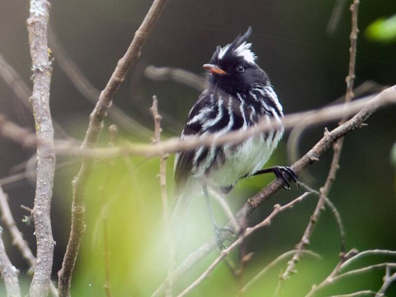 Black-crested Tit-Tyrant, Photos 2