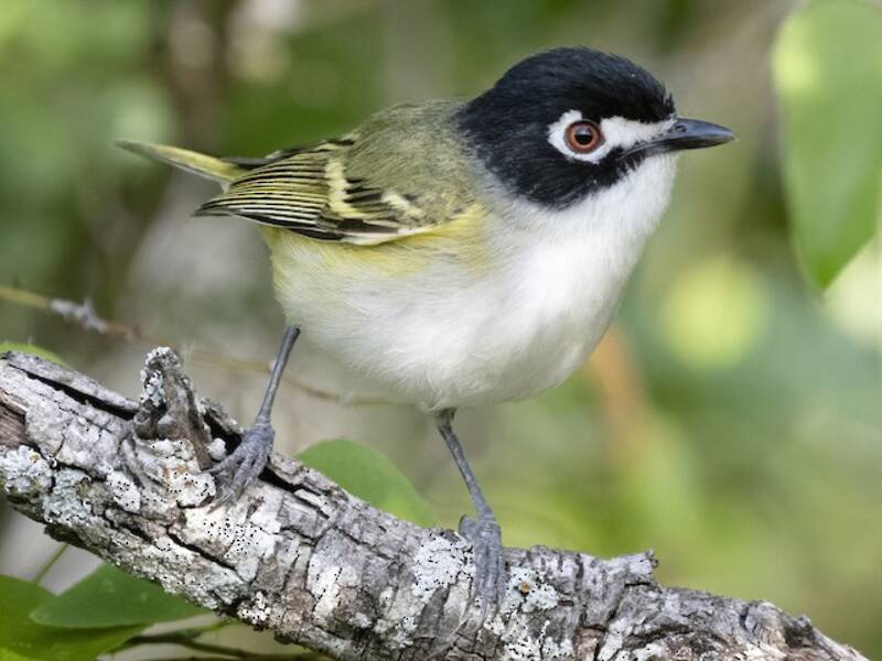 Black-capped Vireo, Photos 3