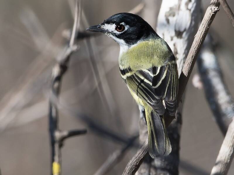 Black-capped Vireo, Photos 1