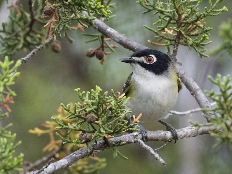 Black-capped Vireo, Photos 4