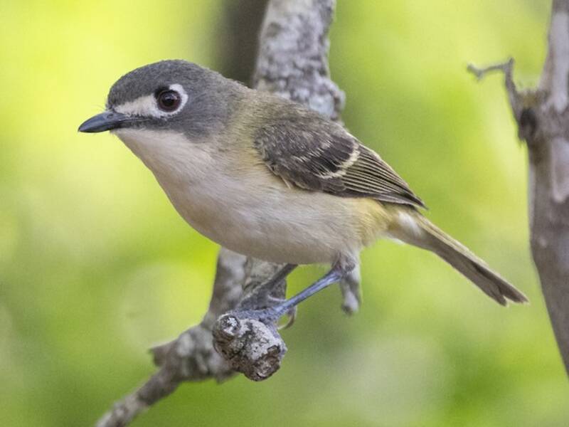 Black-capped Vireo, Photos 2