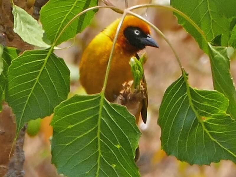 Black-chinned Weaver