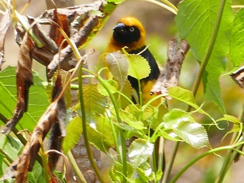 Black-chinned Weaver, Photos 2
