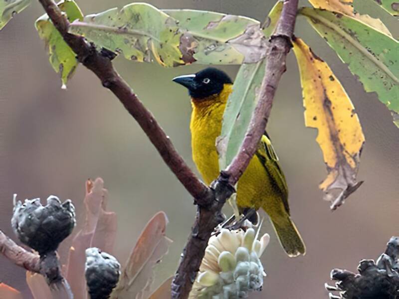 Black-chinned Weaver, Photos 3