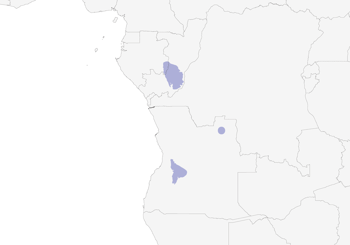 Black-chinned Weaver, Distribution 1