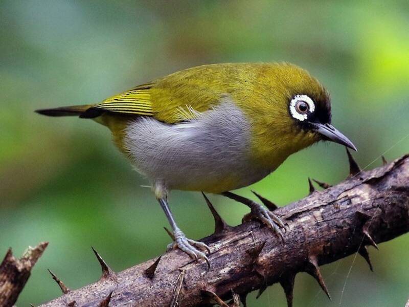 Kappen-Brillenvogel, Fotos 3