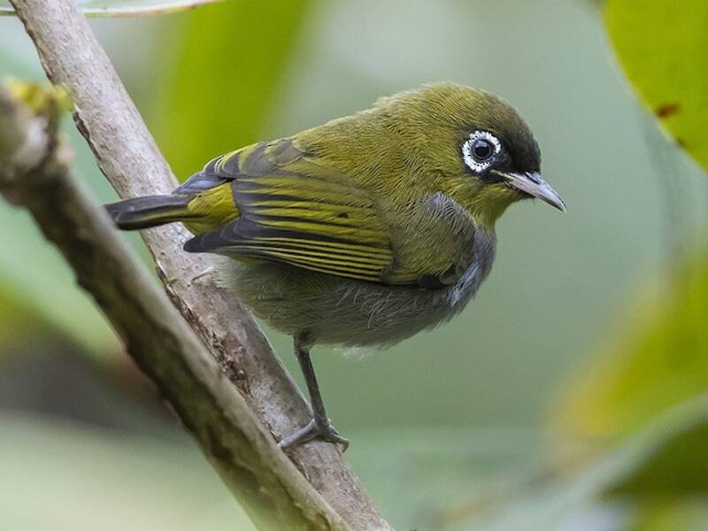 Kappen-Brillenvogel, Fotos 2