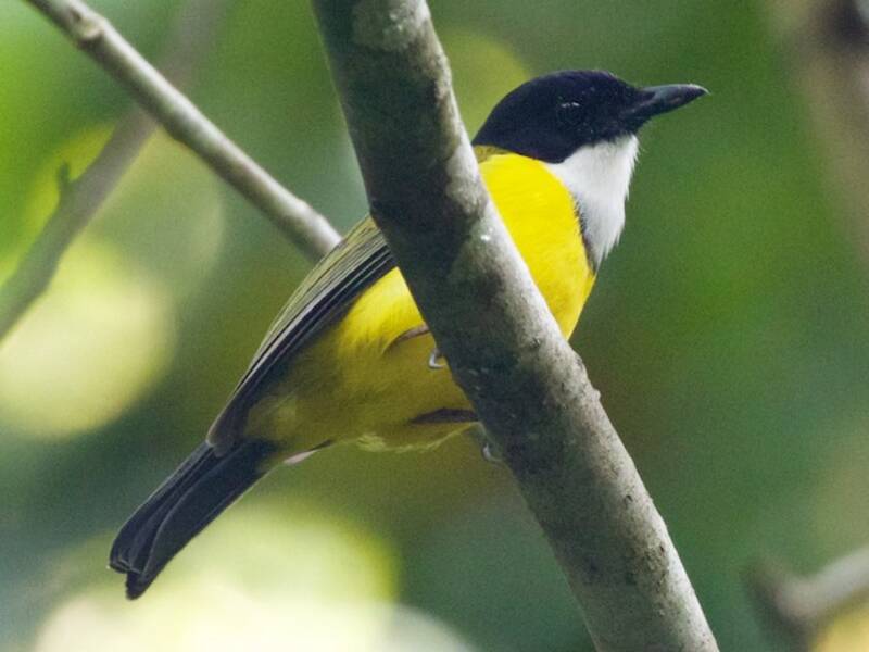Black-chinned Whistler, Photos 2