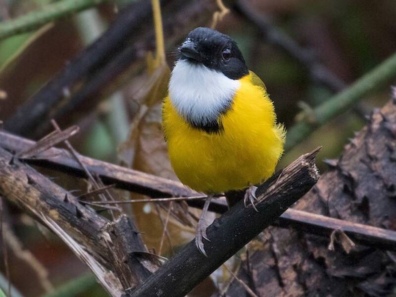 Black-chinned Whistler